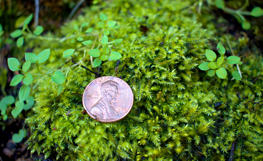 Lucky Pennies and Other Money Superstitions