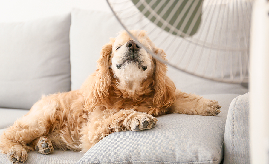 How to Save on Summer Utility Bills in Oregon